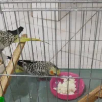 جوجه وجوانه عروس|پرنده|سبزوار, امیریه|دیوار