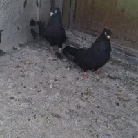 کبوتر|پرنده|اردبیل, |دیوار