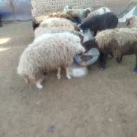 میش سفید کله بور