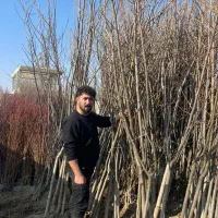 فروش ویژه نهال ۵ساله و بزرگ بن دار