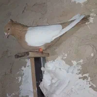 ماده سرته زرد لون