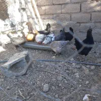 سلام مرغ لری گلین جوان ودرجه یک ۸ الی ۱۰ ماه