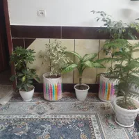 تعدادی گل برا فروش
