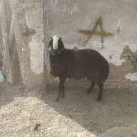 سلام یه راس بره قوچ شالی تازه دندان عوض کرده|حیوانات مزرعه|بوئین زهرا, |دیوار