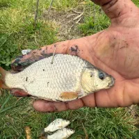 فروش بچه ماهی آمور فیتوفاک کپور بیگهد