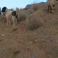 ۴تا سگ گله ای۳تا نر ۱ لاس  قیمت ۴۵ تومن|سگ|چادگان, |دیوار