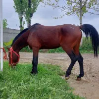 دو عدد اسب کاری|اسب و تجهیزات اسب‌سواری|کردکوی, |دیوار