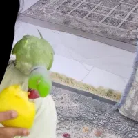 ملنگو دستی و کوتولی