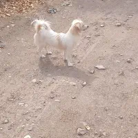 پاکوتاه