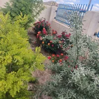 فروش سه یا شش دانگ واحد صنعتی