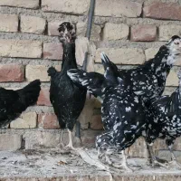 تخم نطفه دار گلین