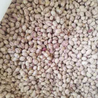 لوبیا چیتی ..اورگانیک..محصول امسال|عمدهفروشی|سده (فارس), |دیوار