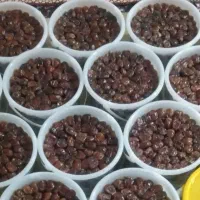 خرما برحی آبادان درجه یک