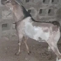 نری صومال قیمت توافقی