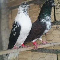 سوسگی دم سفید