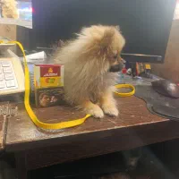 سگ پامر