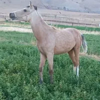 کره مادیان عرب|اسب و تجهیزات اسب‌سواری|بروجرد, |دیوار