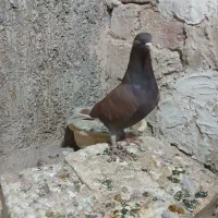 کفتر پرشی عالی