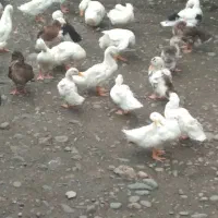 اردک پکنی سالم و بزرگ