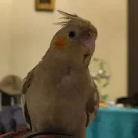 عروس هلندی گم شده