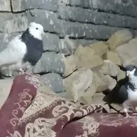 کبوتر طوقی و ساده ماده|پرنده|تربت‌حیدریه, طالقانی|دیوار