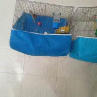 قناری|پرنده|فولادشهر, B7|دیوار