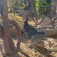 خروس لاری|حیوانات مزرعه|شیراز, فرهنگ شهر|دیوار