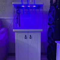 آکواریوم شرکتی دلسا با ماهی فلاور