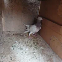 یک عدد هفرنگ نر|پرنده|دشتابی, |دیوار