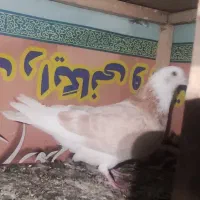 جوجه کفتر هیولا،شازده زرد