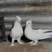 فروش سفید بوشهری ذات اصیل پاپر فنجونی در لامرد