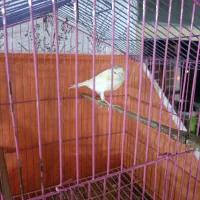 قناری ماده|پرنده|مسجد سلیمان, |دیوار