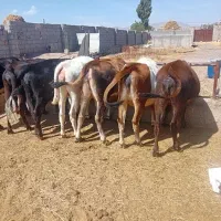 ۵راس تلیسه آبستن