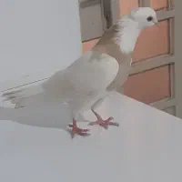 طوقی زرد ماده|پرنده|شوشتر, |دیوار