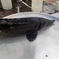 ازونبرون|ماهی|صومعه‌سرا, |دیوار