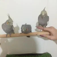 عروس هلندی دستی تک وتعداد