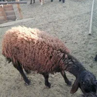 بره سبک|حیوانات مزرعه|میبد, |دیوار