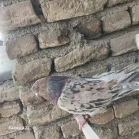 کبوتر|پرنده|بومهن, |دیوار