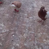 ۶ تا جوجه رنگی|پرنده|کاشمر, |دیوار