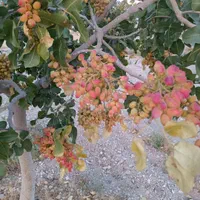 نهال پسته و نهالستان|خدمات باغبانی و درختکاری|تهران, پاسداران|دیوار