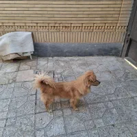 سگ ماده پاپی زیبا و باهوش