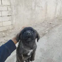 واگزاری توله سگ دو ماهه نر افغانی