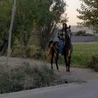 اسب عرب یکسر مصری