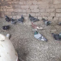 بوم کبوتر|پرنده|اصفهان, بوستان زاینده رود|دیوار