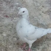 کفتر پلاکی ،یال،شهری