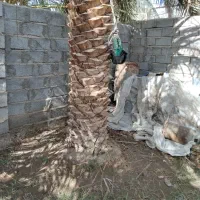 درخت گراز هستم