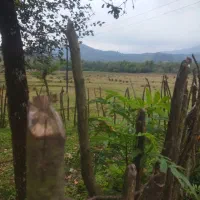 730متر باغی مسکونی دوبر  گیلان شفت والیسرا