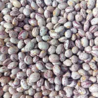 لوبیا چیتی|خوردنی و آشامیدنی|مرودشت, نقش رستم|دیوار