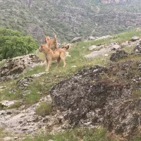 سگ نگهبان سرابی