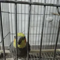 یک جفت عروس هلندی